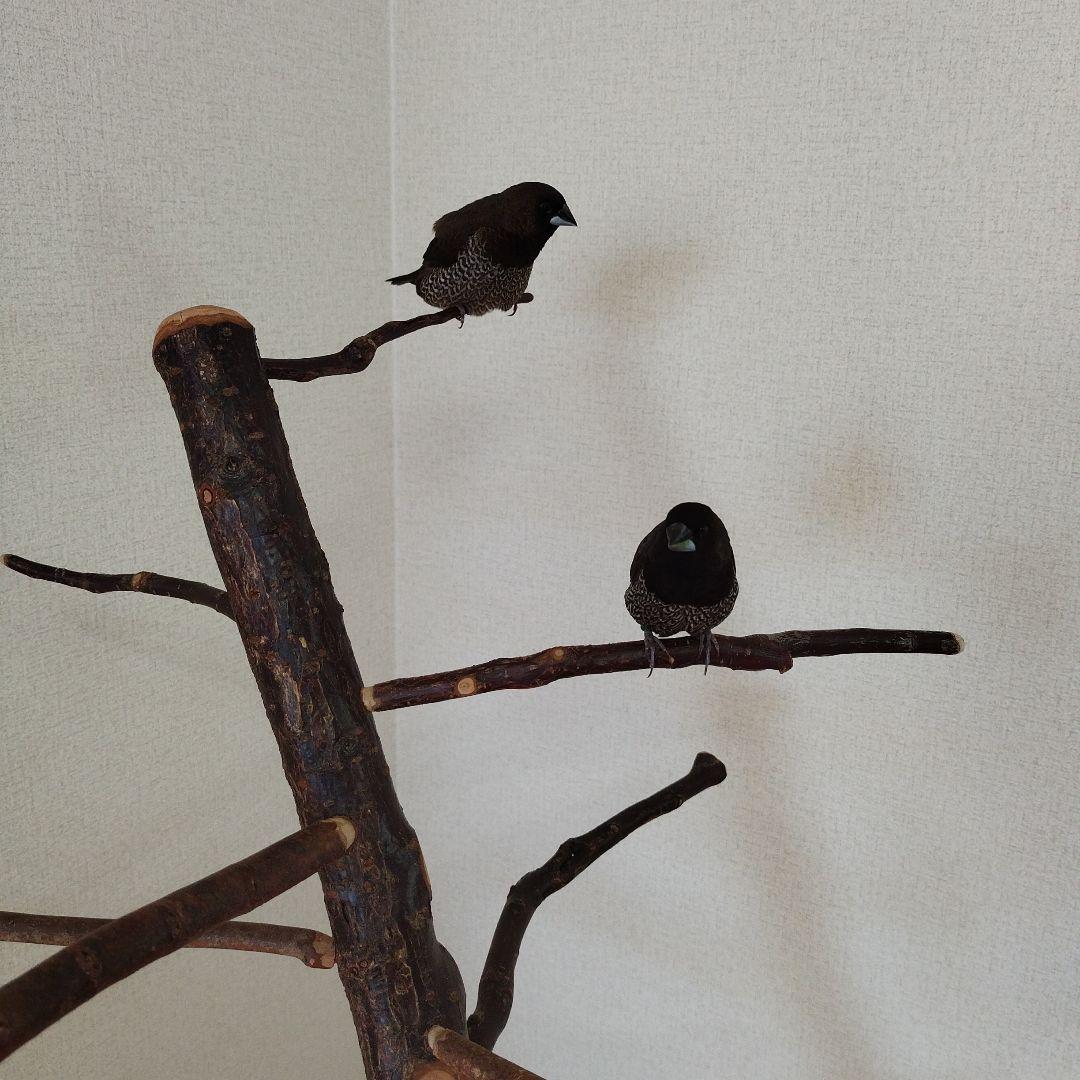 【フィンチ用】梅と桜のフィンチTree バードスタンド