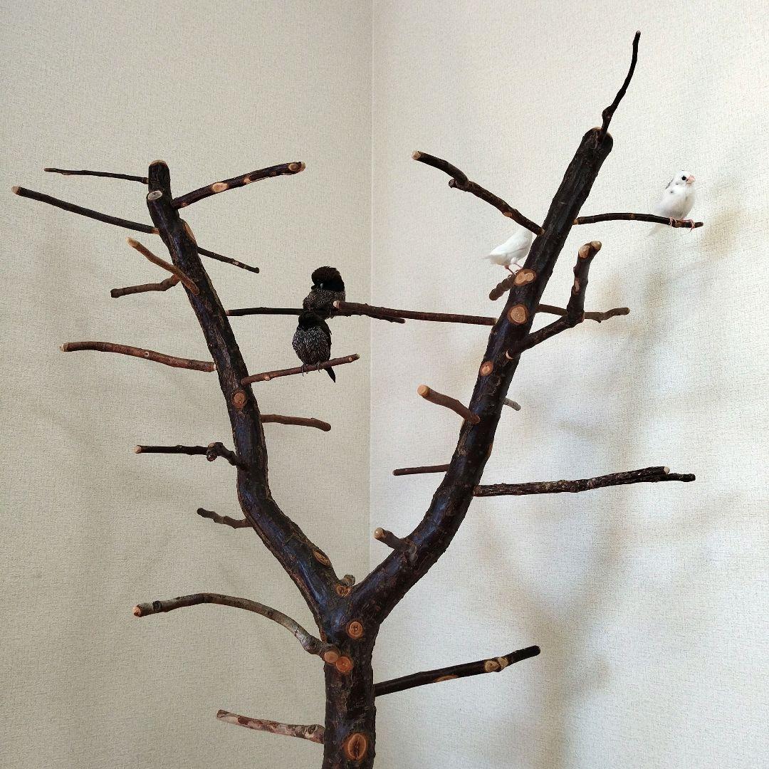 【フィンチ用】梅と桜のフィンチTree バードスタンド