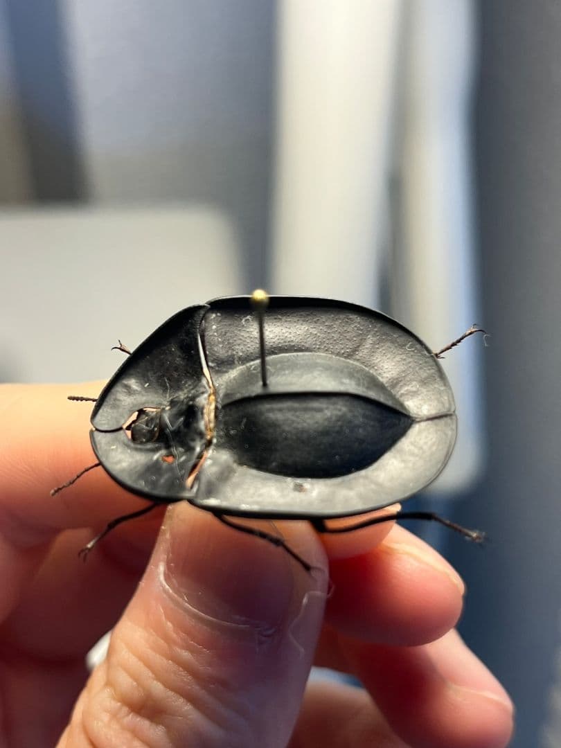 【31mm】パイザラゴミムシ 巨大 昆虫標本 標本 甲虫 オサムシ ハンミョウ