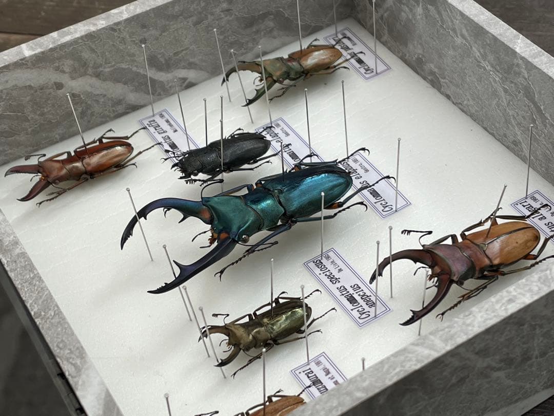 展示用標本　ホソアカクワガタ　Cyclommatus 6種　ブリード品　加工品