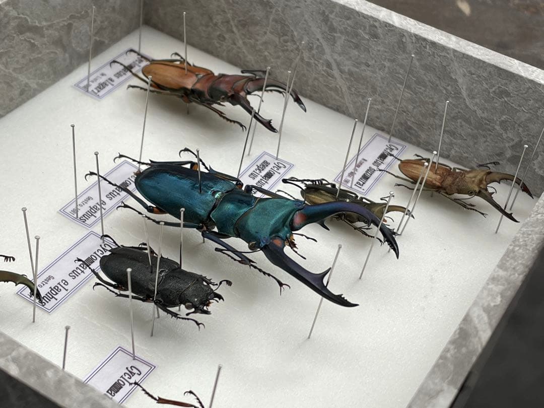 展示用標本　ホソアカクワガタ　Cyclommatus 6種　ブリード品　加工品