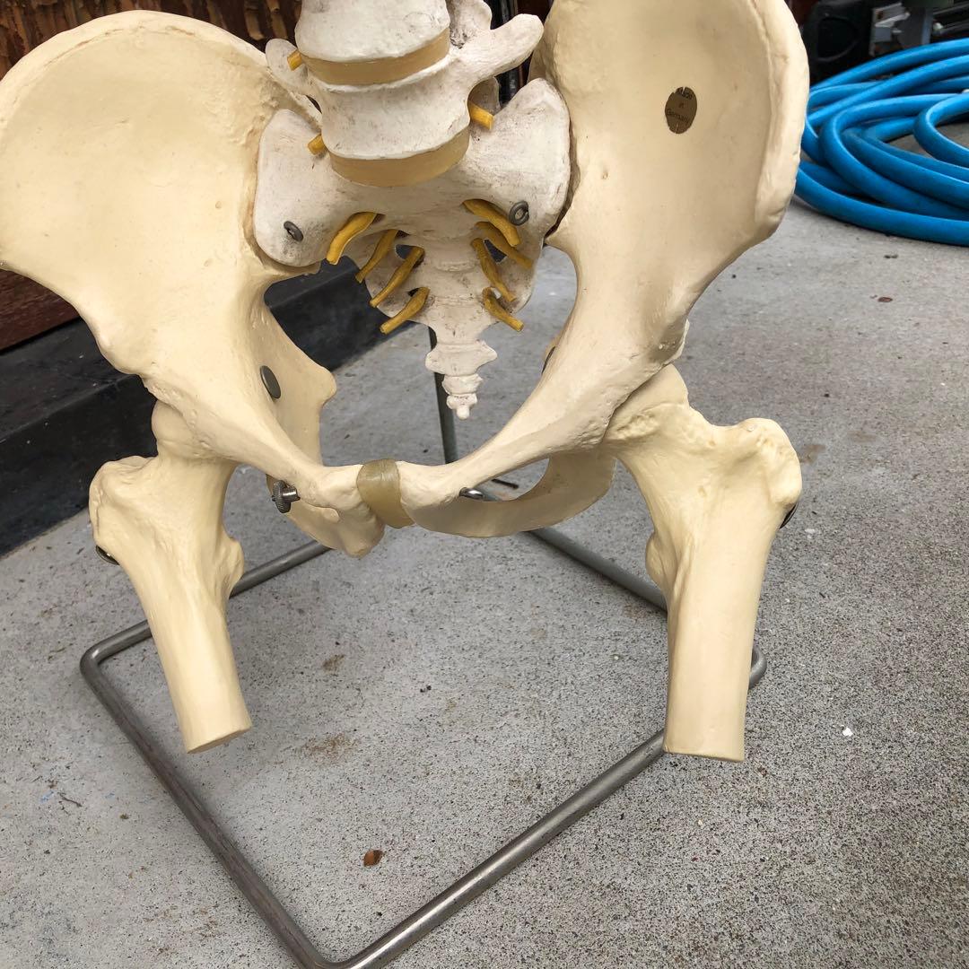 3B 脊椎模型 人体模型 スタンド付 骨格標本　骨盤　ドイツ製