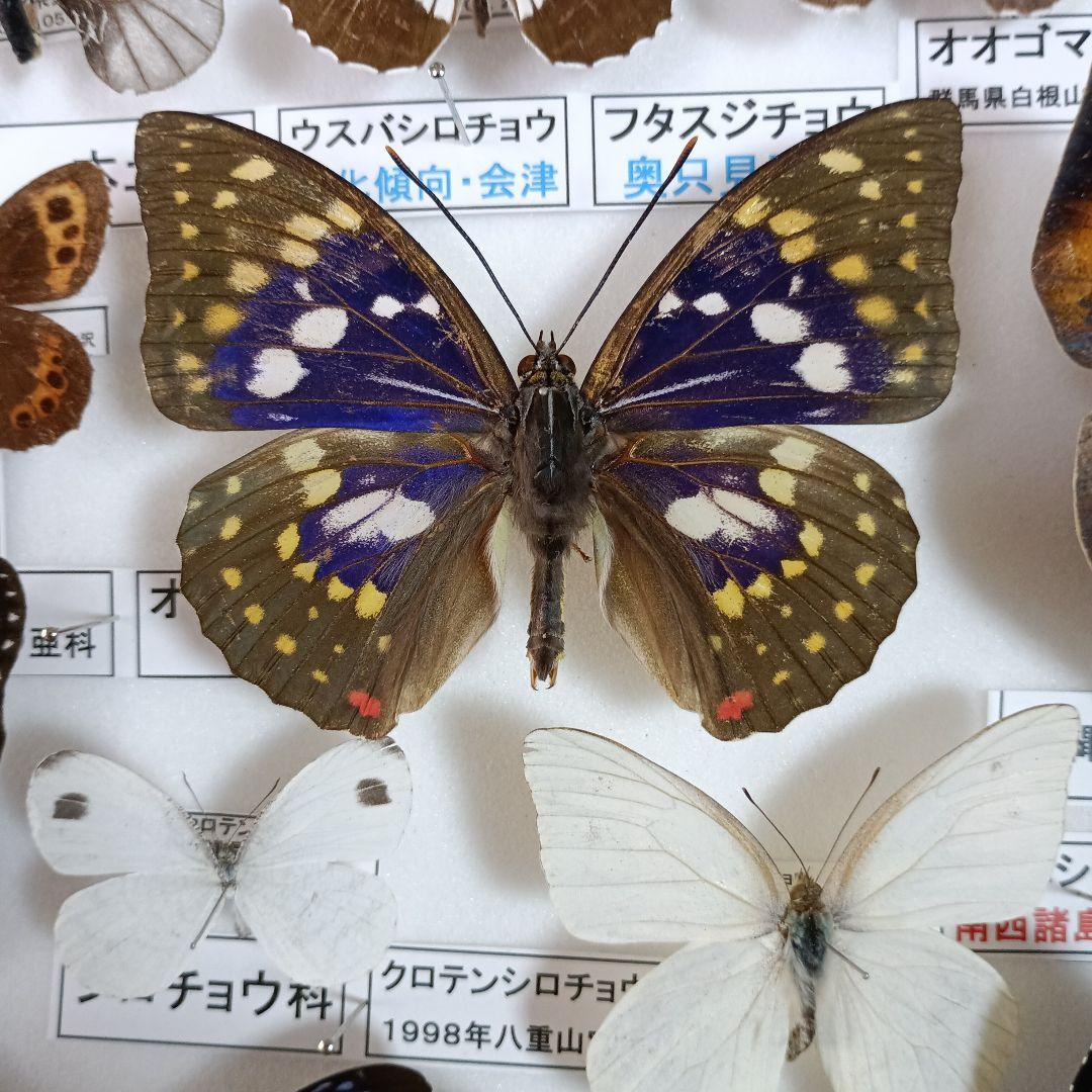 ３/17まで掲載：日本の稀少蝶 地域特産種・局地発生（亜）種