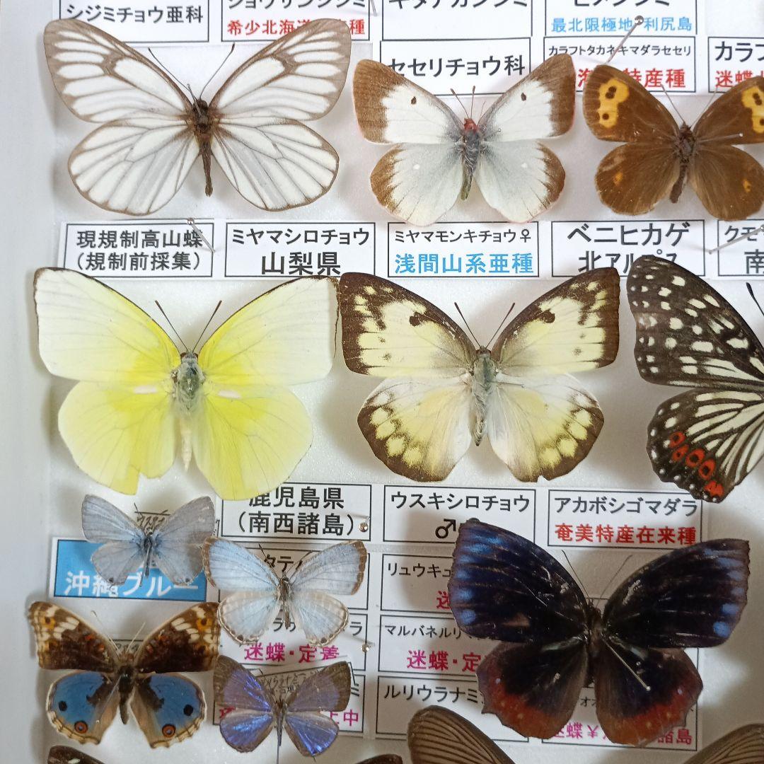 ３/17まで掲載：日本の稀少蝶 地域特産種・局地発生（亜）種