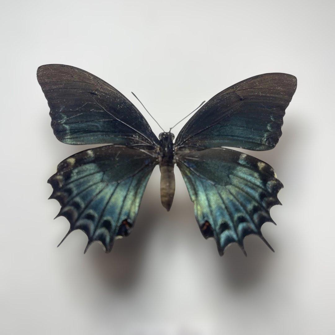 アンドロゲウスアゲハ　珍品