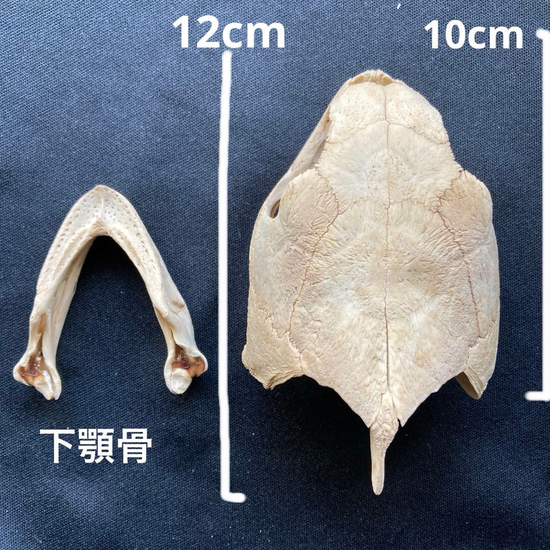 ウミガメの頭骨・頸椎他