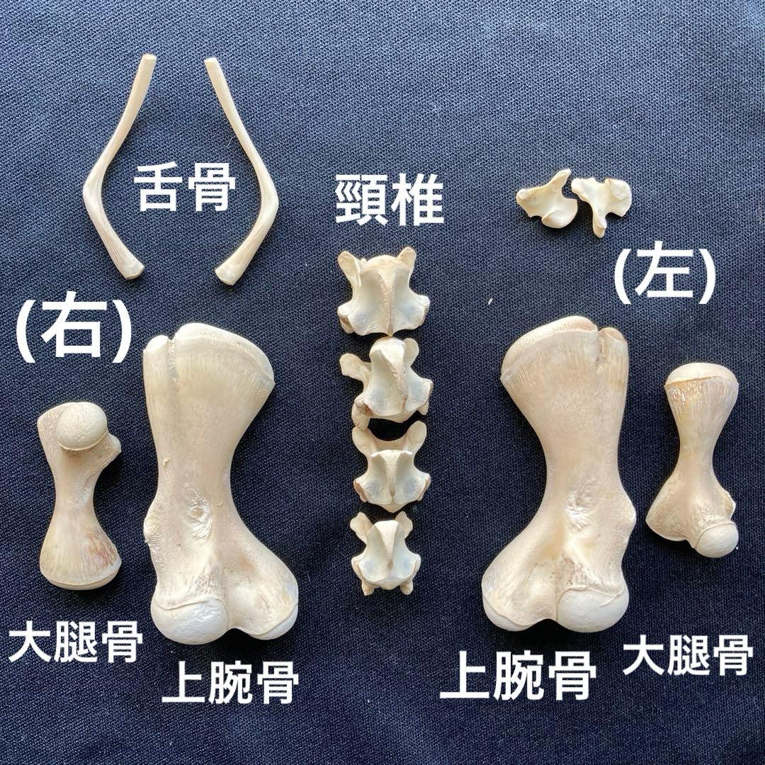 ウミガメの頭骨・頸椎他