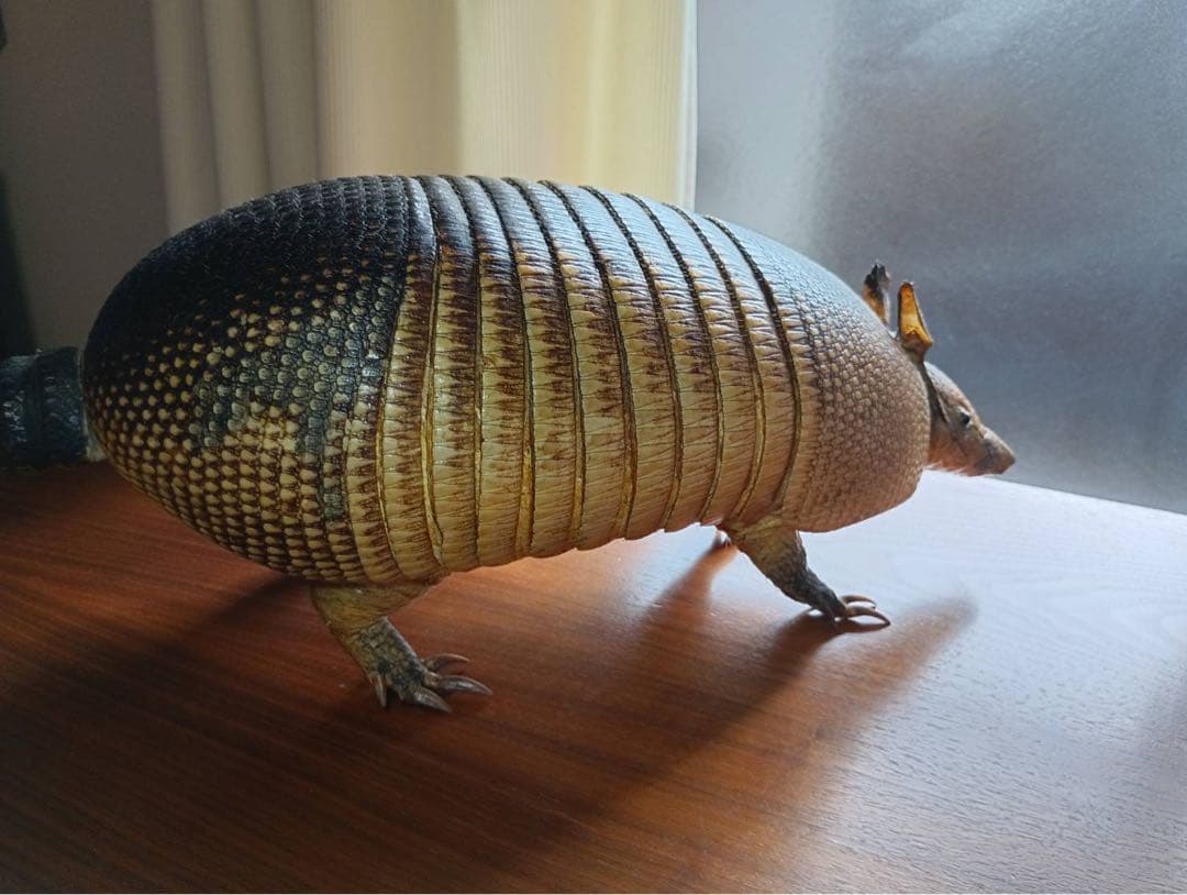 ココノオビアルマジロ　剥製　ワシントン条約 ・日本国内法（種の保存法）対象外