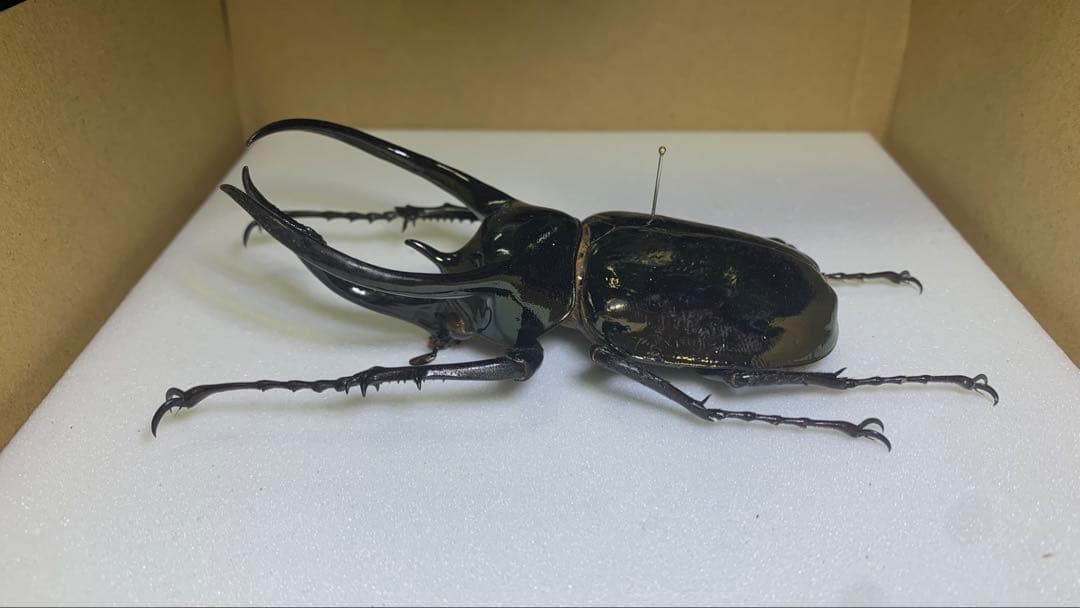 【標本】アトラスオオカブト　ミンダナオ島産WD♂100mm /ミンダナオアトラス