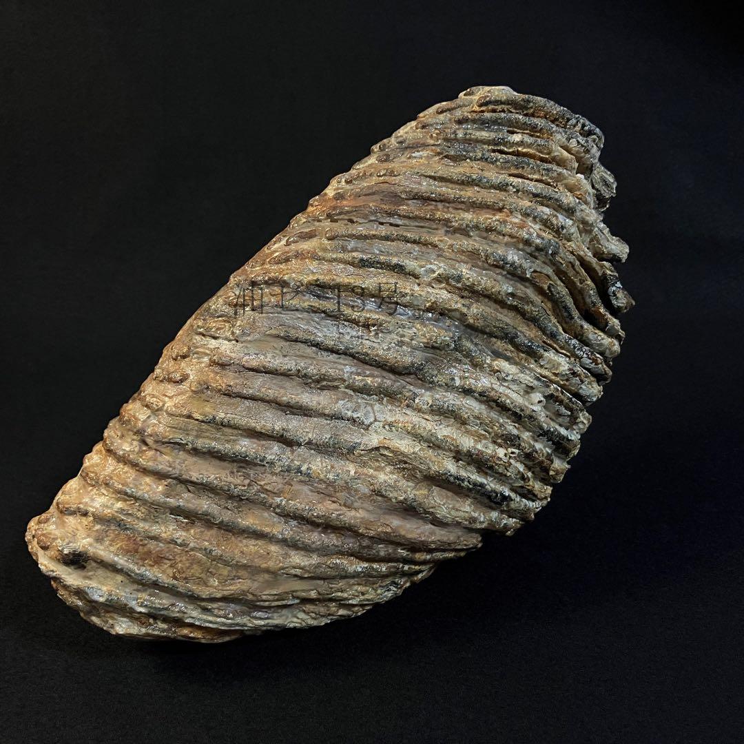 ケナガマンモス　臼歯　化石