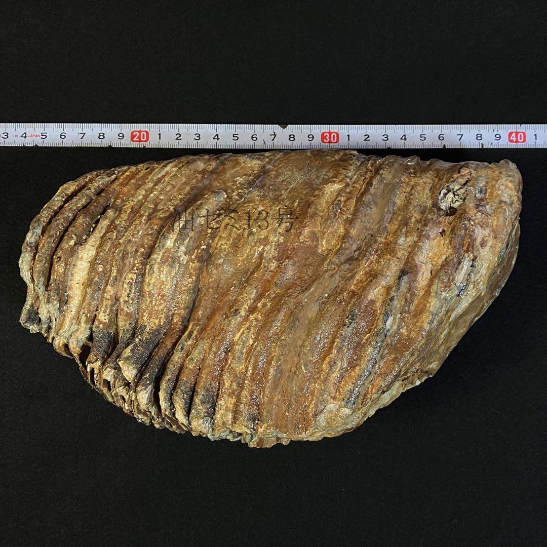 ケナガマンモス　臼歯　化石