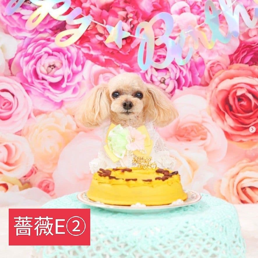 背景布　ハロウィンK①　パーティー、ペット、キッズ、ドール撮影用