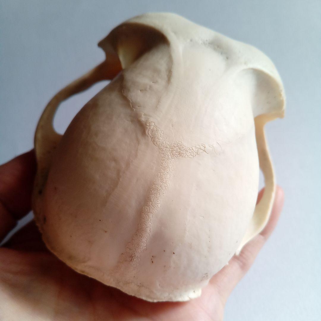 骨格標本　頭骨　ニホンザル　霊長類　スカル