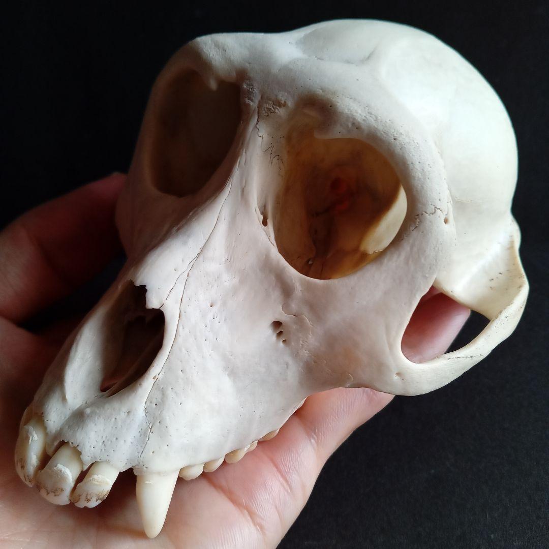 骨格標本　頭骨　ニホンザル　霊長類　スカル