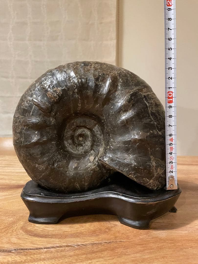 アンモナイト化石　特大サイズ