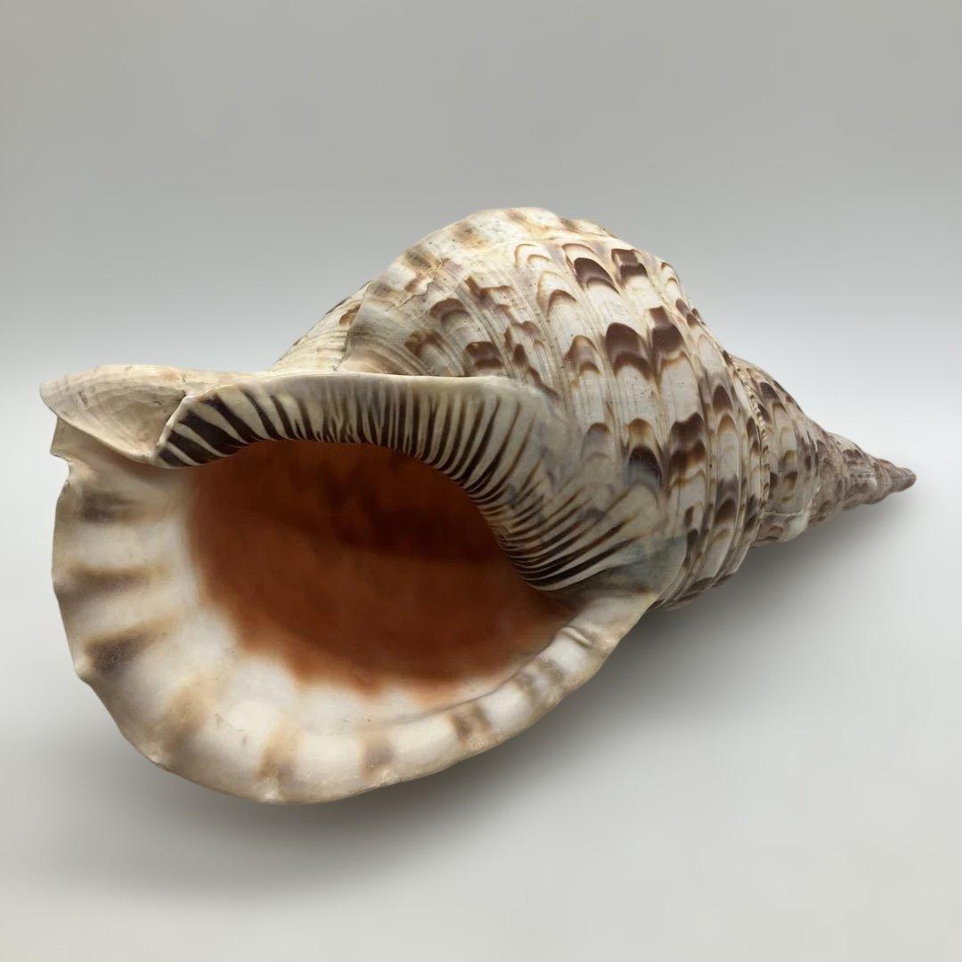 法螺貝 大きめ 山伏 無量寿経 法華経 螺役 戦国時代 ホラガイ科 和楽器