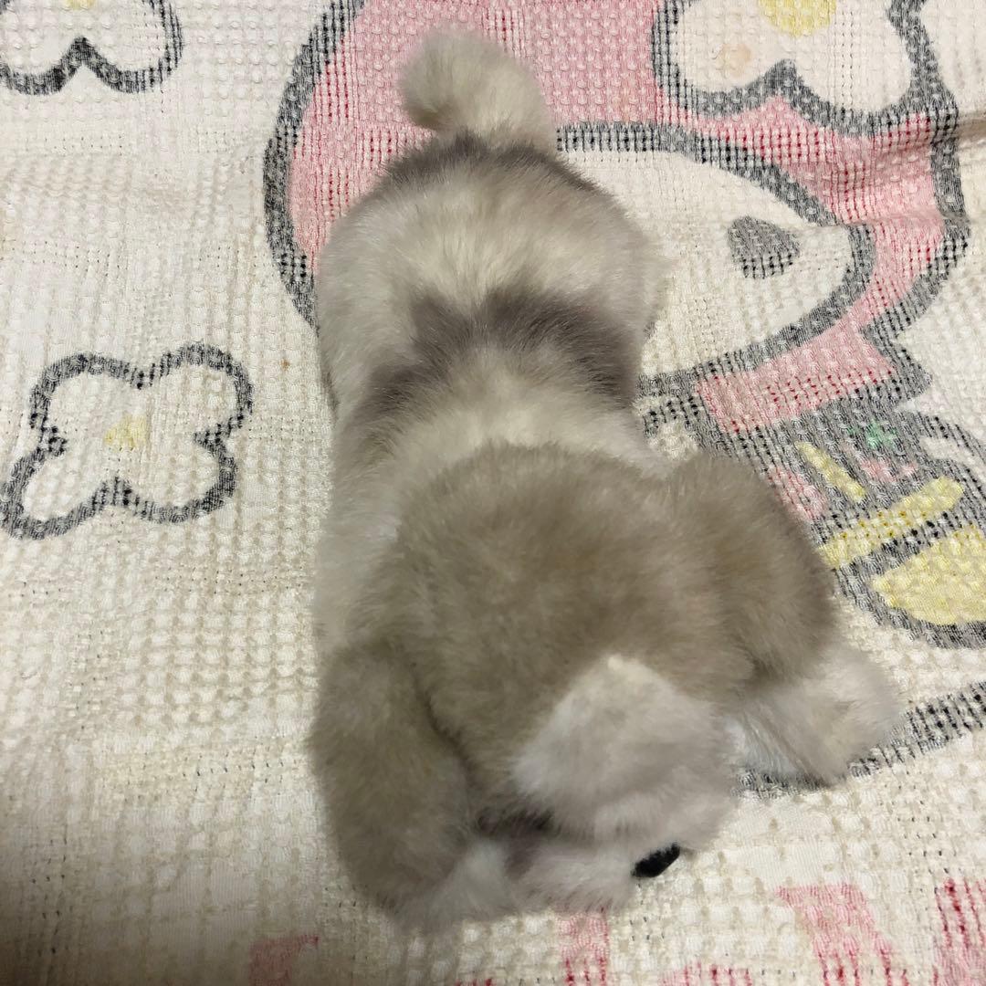 四季オリジナル　ぬいぐるみ　シーズー　犬　中古品　寝そべりポーズ