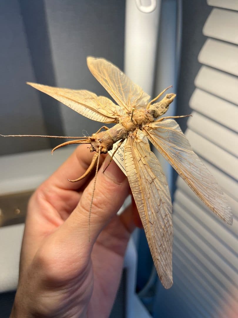 【年代物】オオアゴヘビトンボ 産 奇蟲 タランチュラ ムカデ 標本 昆虫標本蜻蛉
