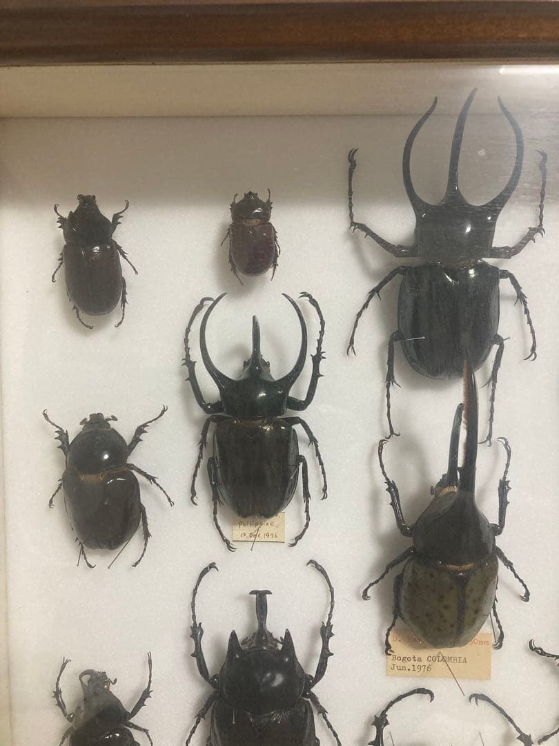 カブトムシ　標本　海外　標本箱　まとめ売り
