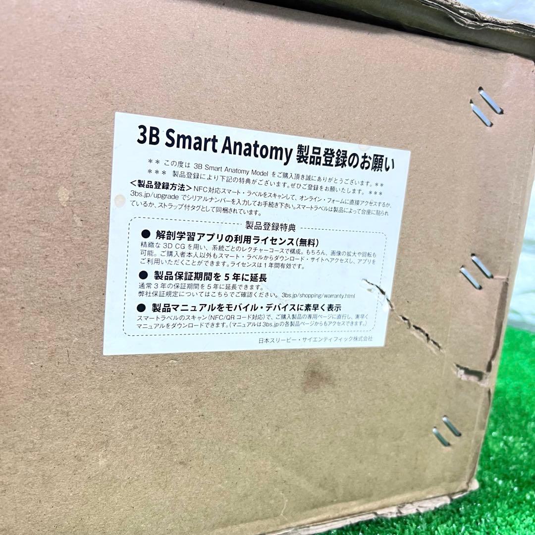 未使用品　人体模型 人体骨格モデルA10 3B SmartAnatomy