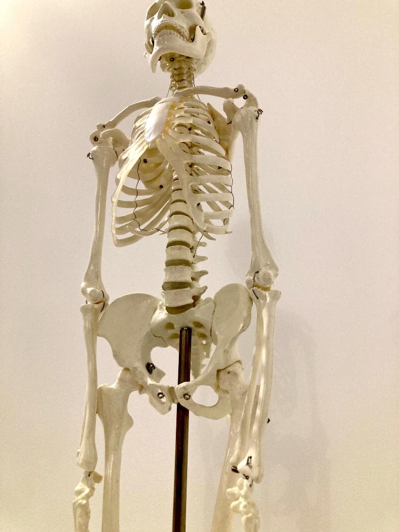 ドイツ rudiger anatomie リュディガー アナトミー社製 骨格模型