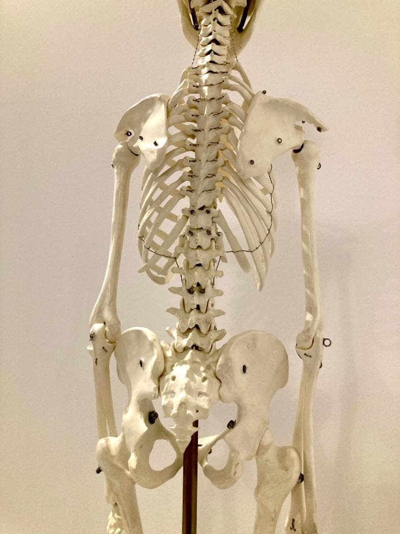 ドイツ rudiger anatomie リュディガー アナトミー社製 骨格模型