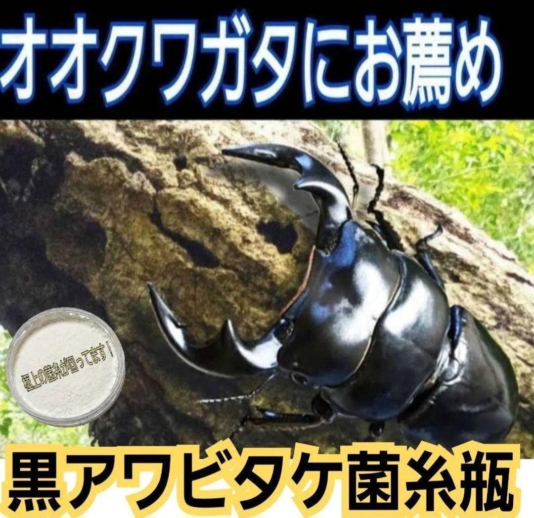 ニジイロクワガタに抜群！黒アワビタケ菌糸瓶【8本】トレハロース、キトサン配合！
