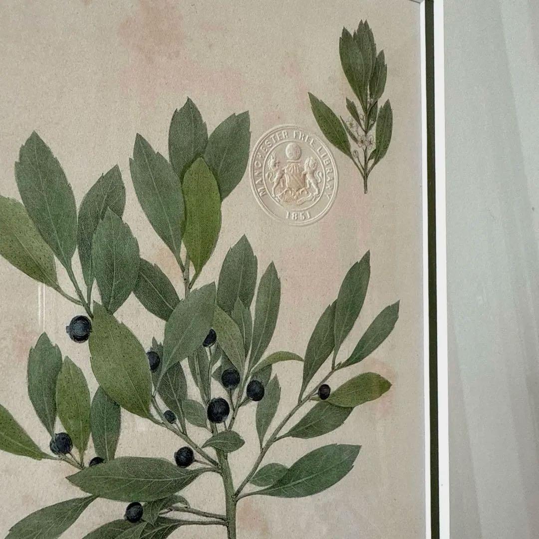 ボタニカルアート額縁絵　アンティーク