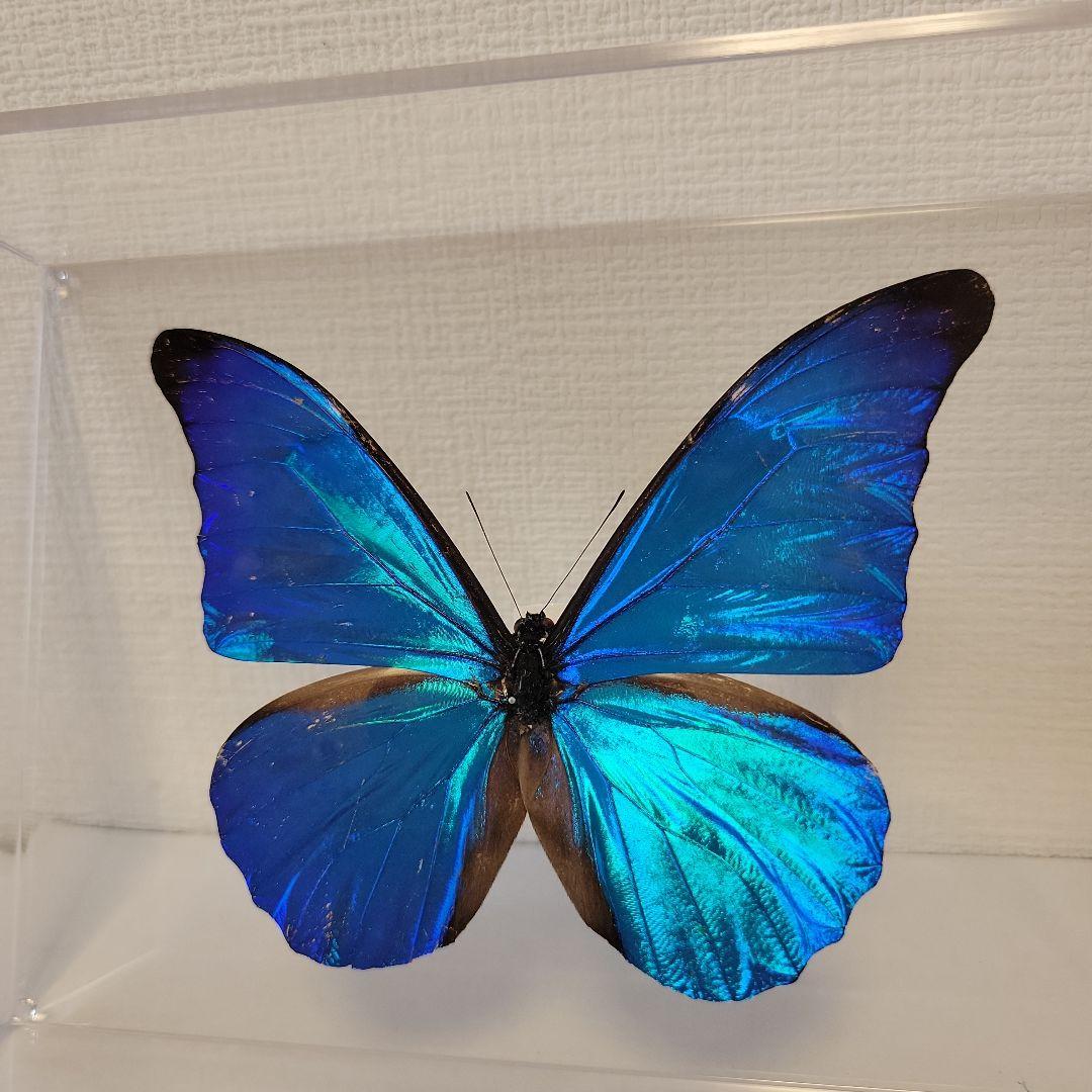蝶の標本　ブルーモルフォの世界(珍)大型