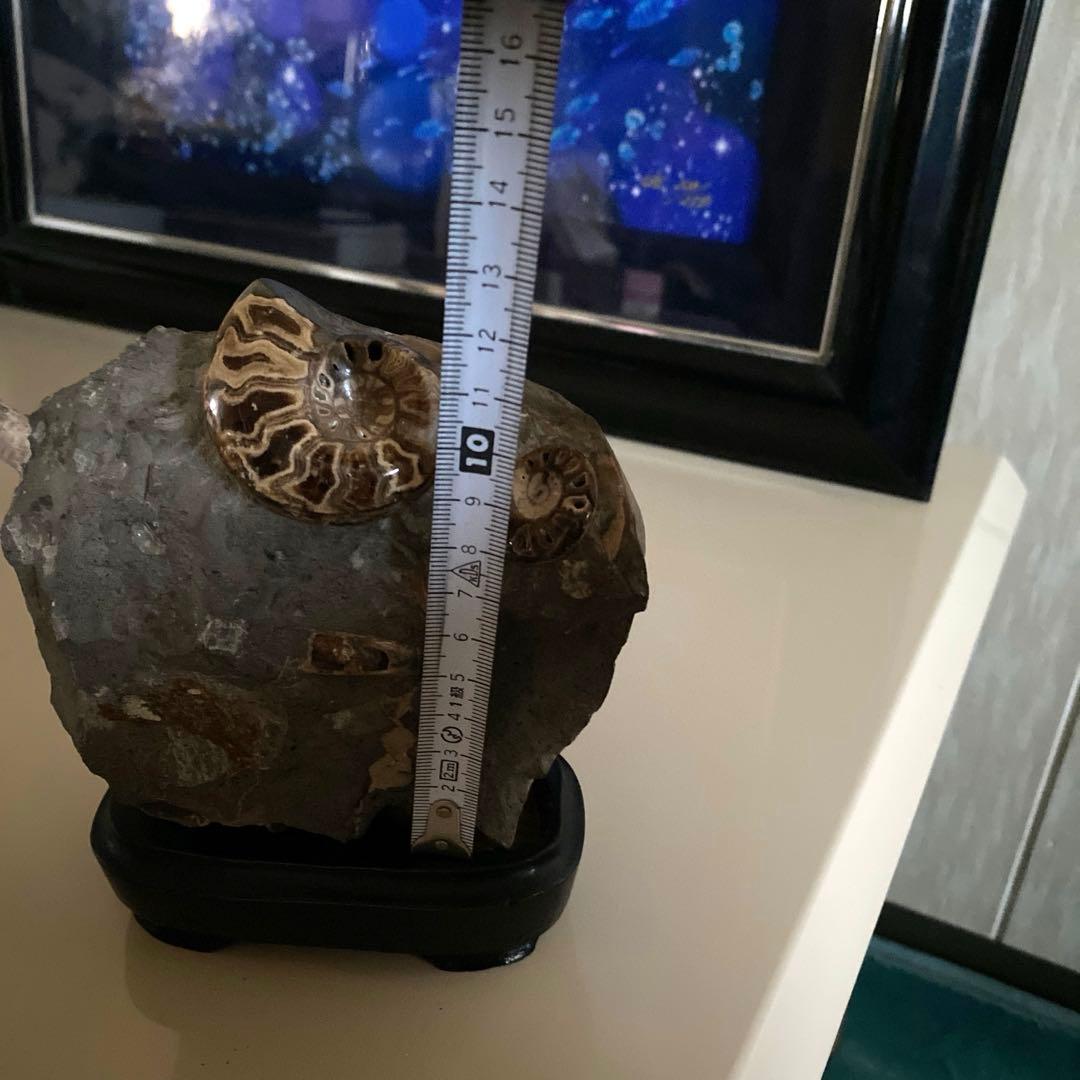 アンモナイト化石　台座付き　北海道産