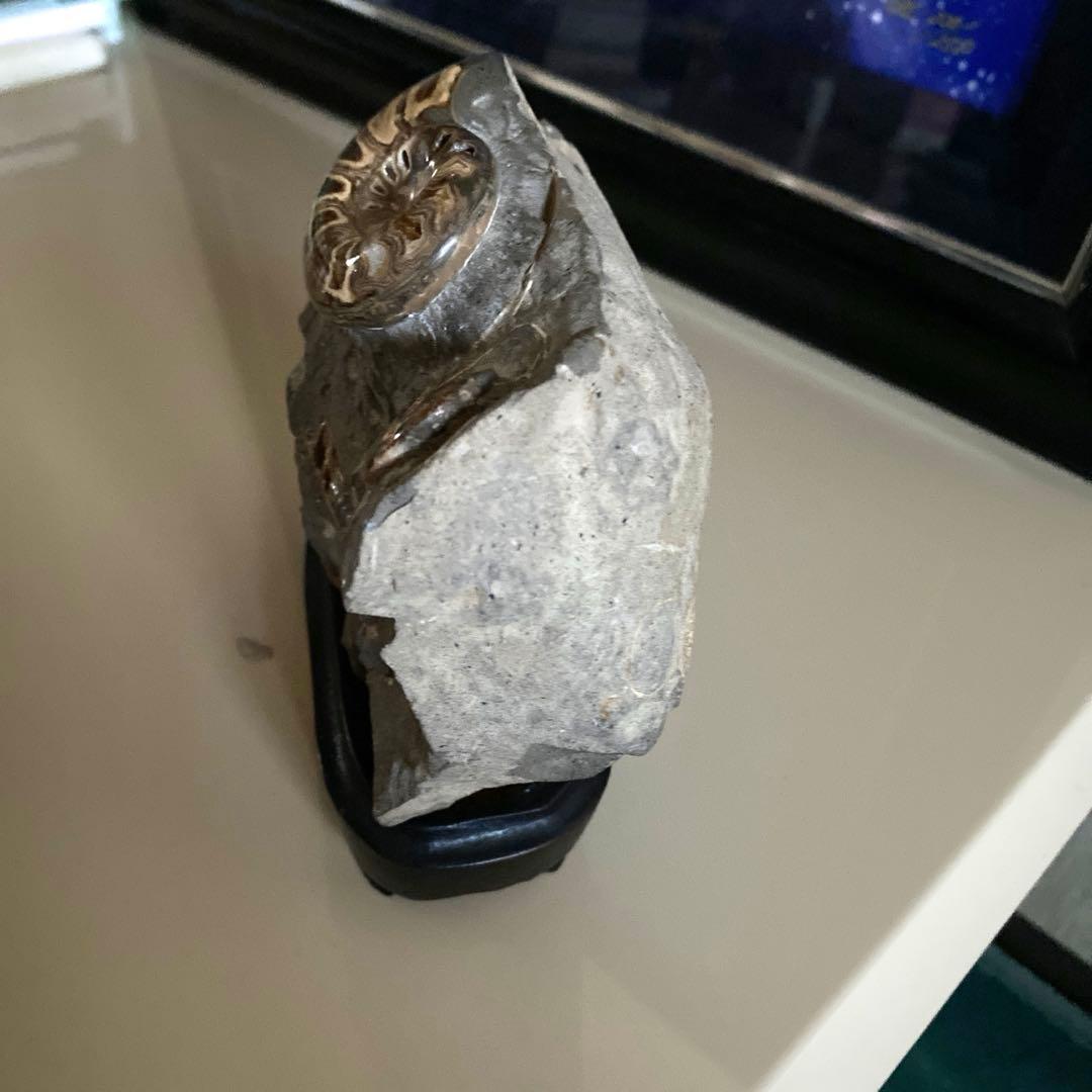 アンモナイト化石　台座付き　北海道産