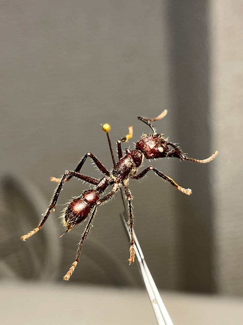 【23mm】パラポネラ アシナガアリ 標本いきもの大図鑑 蟻 クロオオアリ