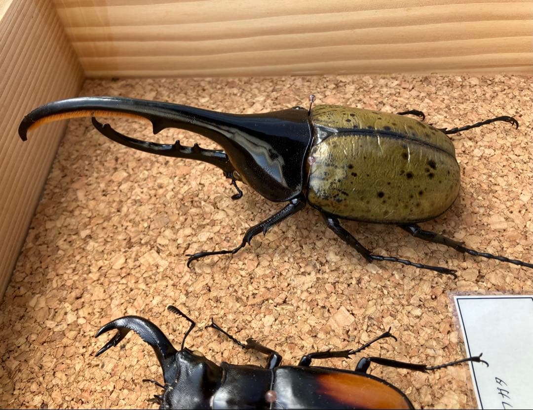 昆虫標本セット（4体）　ヘラクレスオオカブト　マンデイブラリス　ギラファ