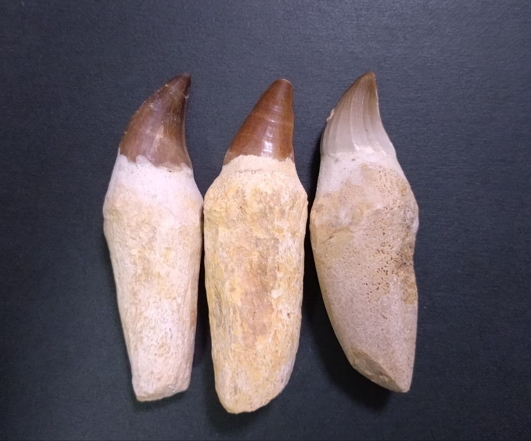 【お買い得本物】モロッコ産モササウルスの歯歯根付3本セット約9cm×3本