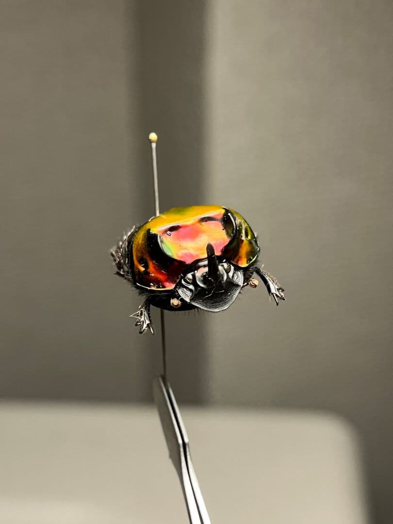 【極美真紅】アカツヤダイコクコガネ フンチュウ糞虫昆虫標本甲虫カミキリ