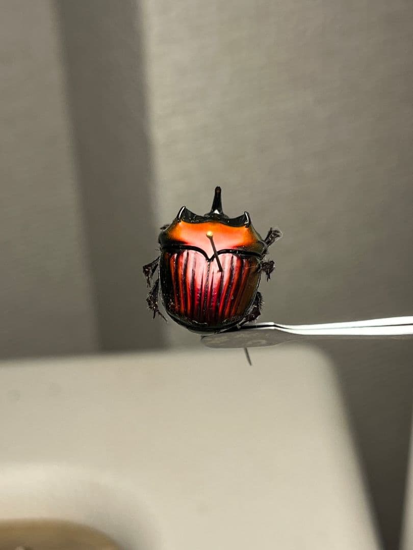 【極美真紅】アカツヤダイコクコガネ フンチュウ糞虫昆虫標本甲虫カミキリ