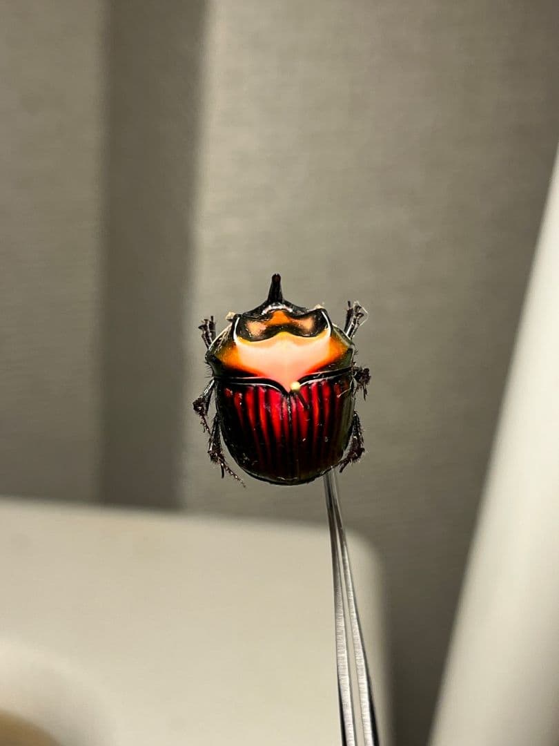 【極美真紅】アカツヤダイコクコガネ フンチュウ糞虫昆虫標本甲虫カミキリ