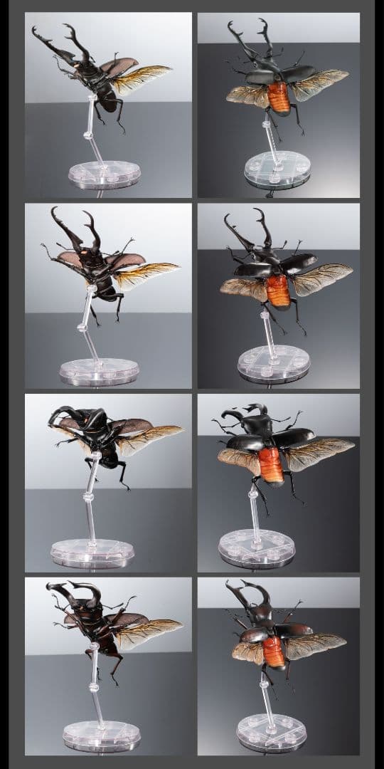 ギラファノコギリクワガタとマンディブラリスフタマタクワガタ オンライン限定全4種