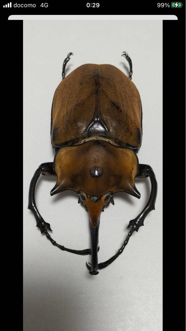 エレファスゾウカブト♂117mm 標本