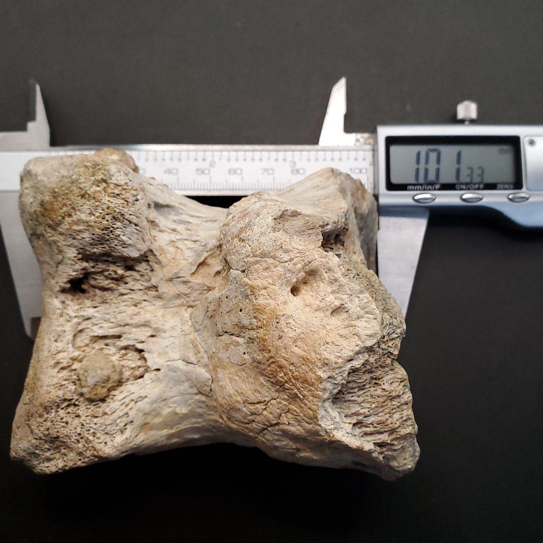 希少 ティラノサウルス類 化石 骨 恐竜 ゴビ砂漠産101.33mm  fr87