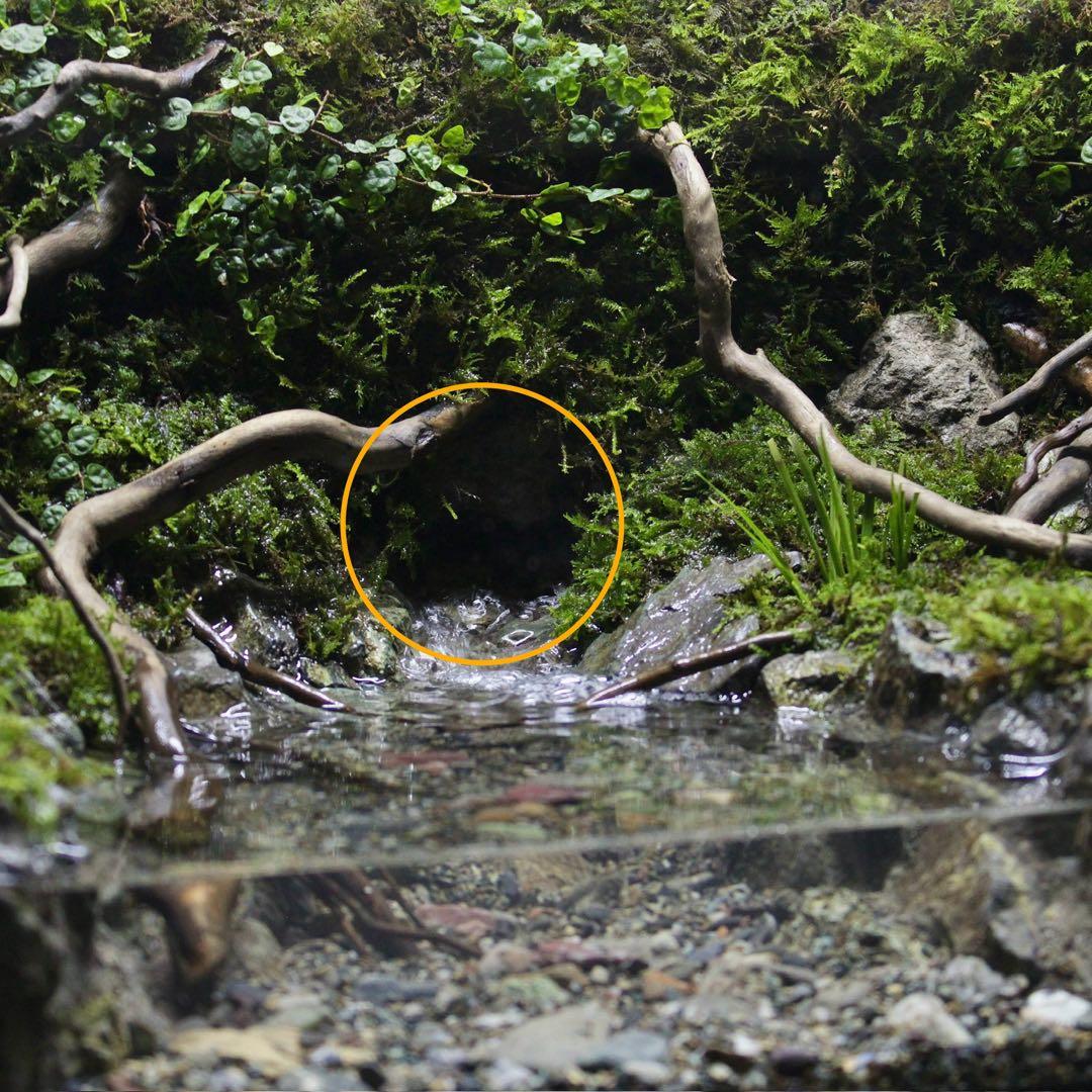 夕方　オーダー作品　アクアテラリウム　イモリウム