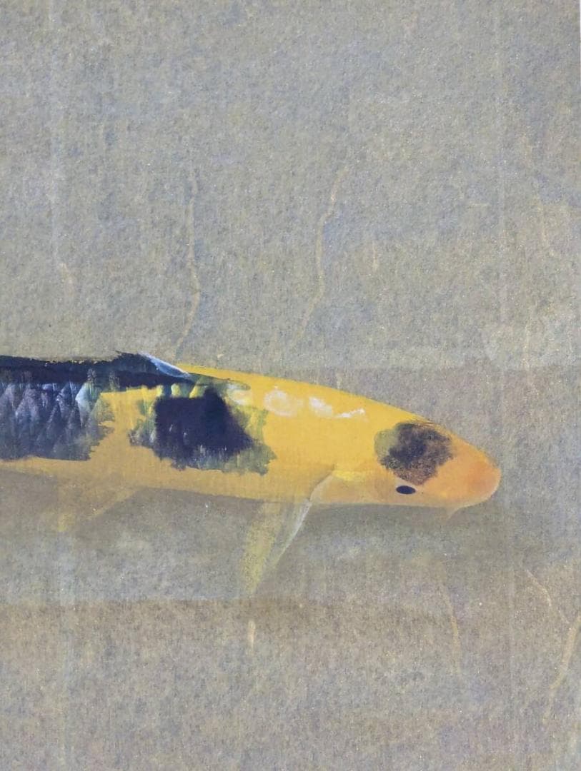 【真作】掛軸　梶喜一　鯉　日本画　吉祥画題　出世鯉　二重箱入　U33