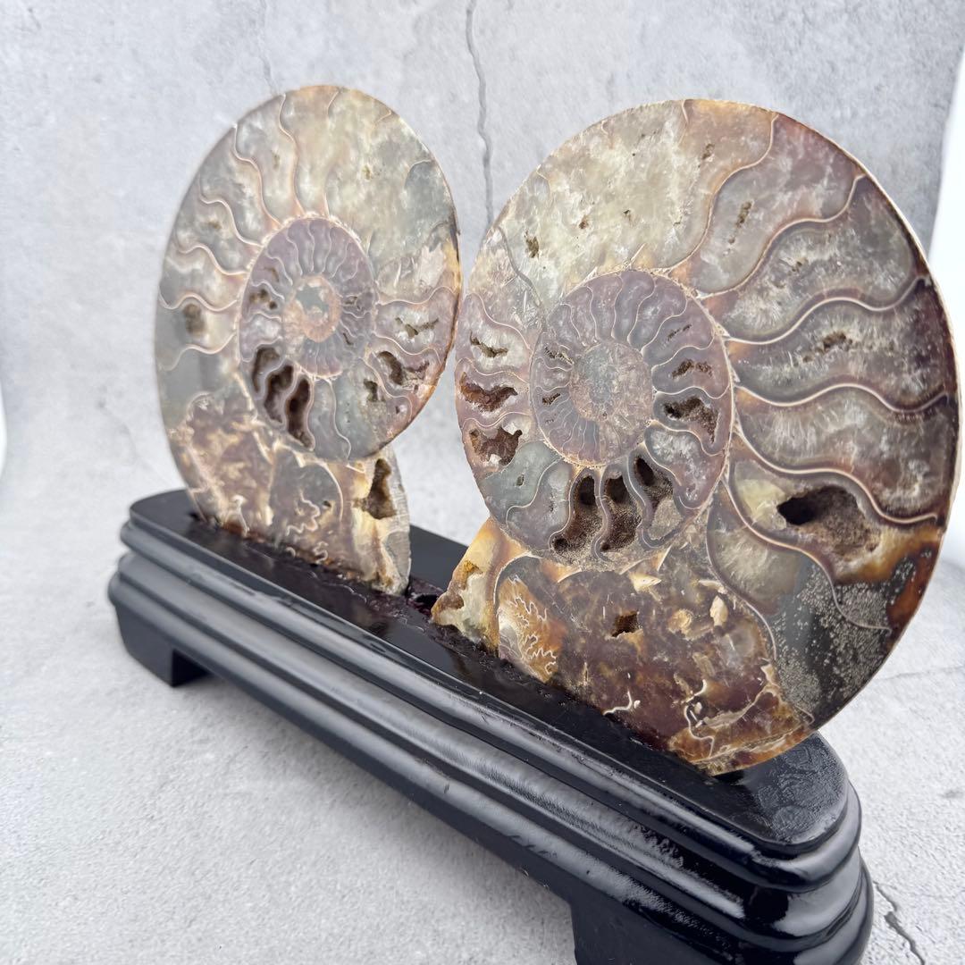 G-137天然アンモナイト 化石 左右対称ペアスライス 台座付き 鑑賞標本