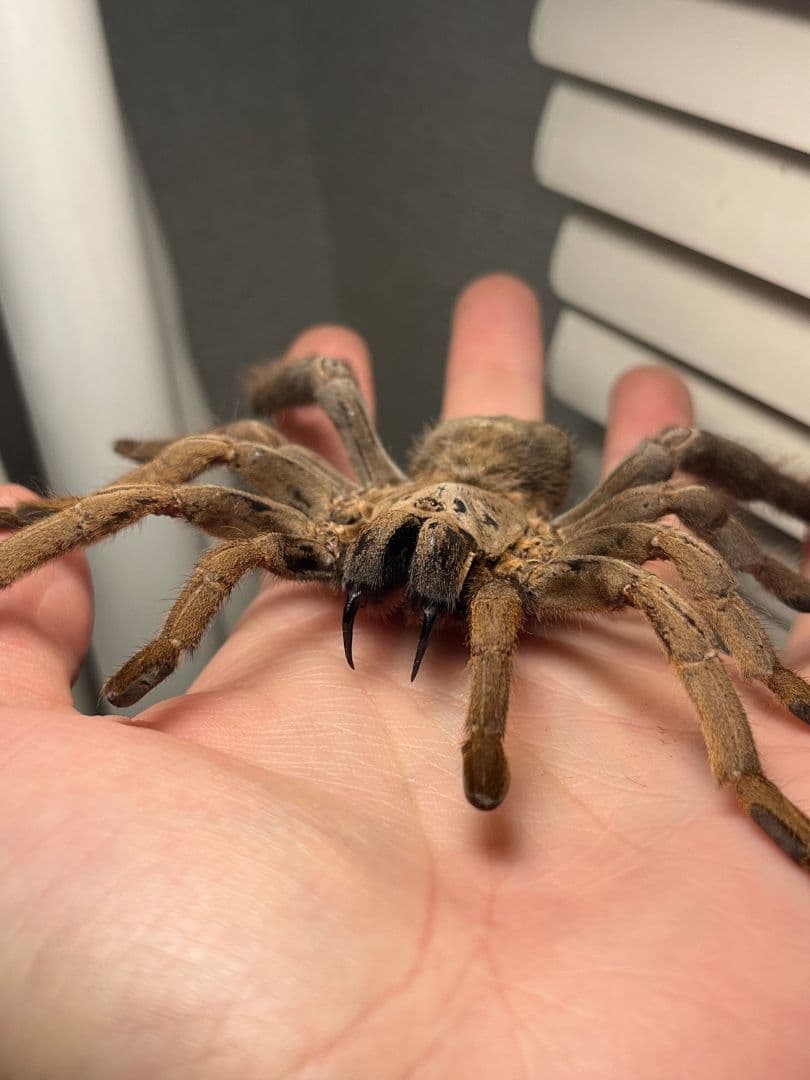 【標本】ベトナムスタウトレッグアースタイガータランチュラ LS14cm程