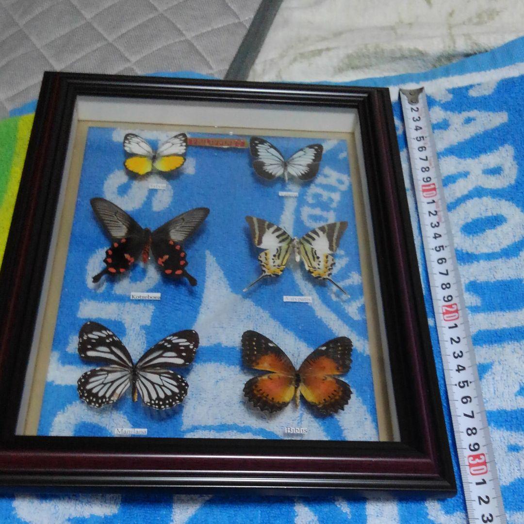 ！蝶蝶の標本!