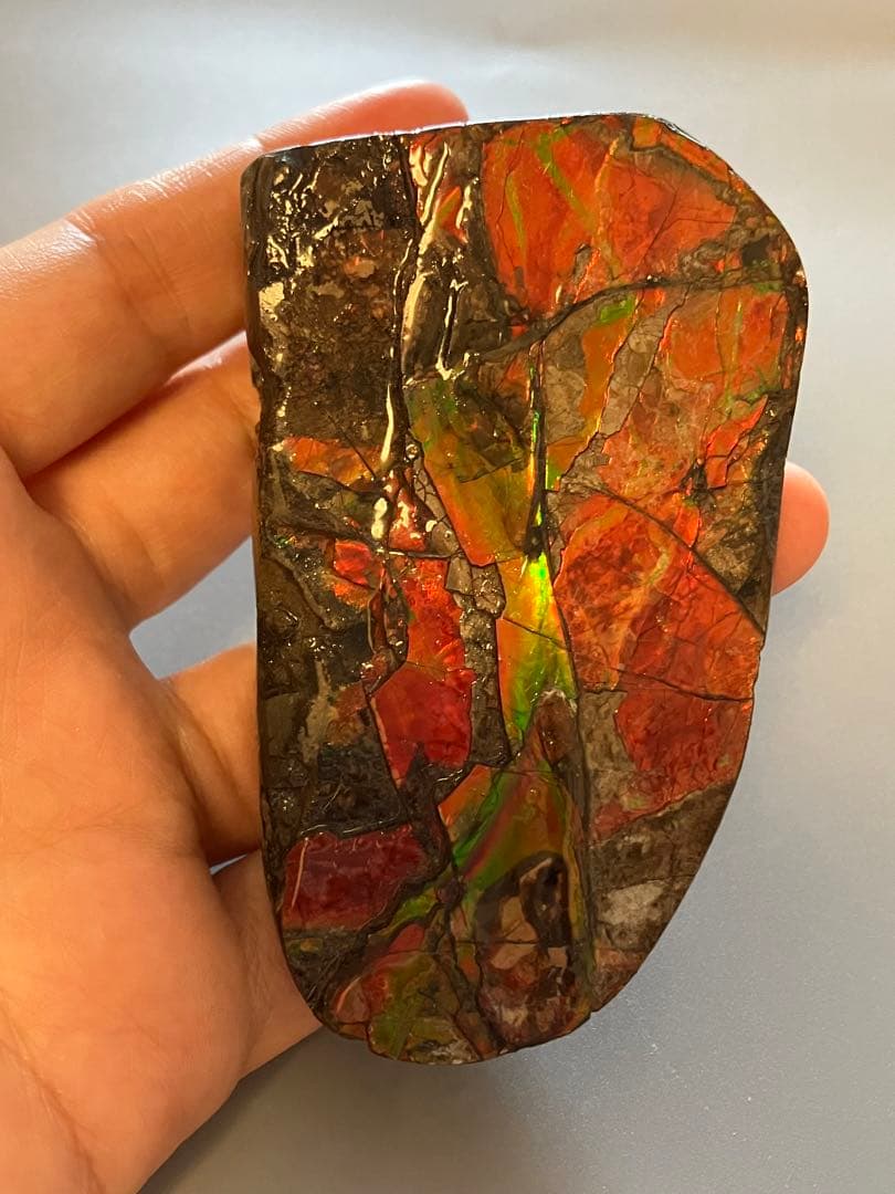 カナダ産　アンモライト　化石　原石　幅8.5cm 箱付き