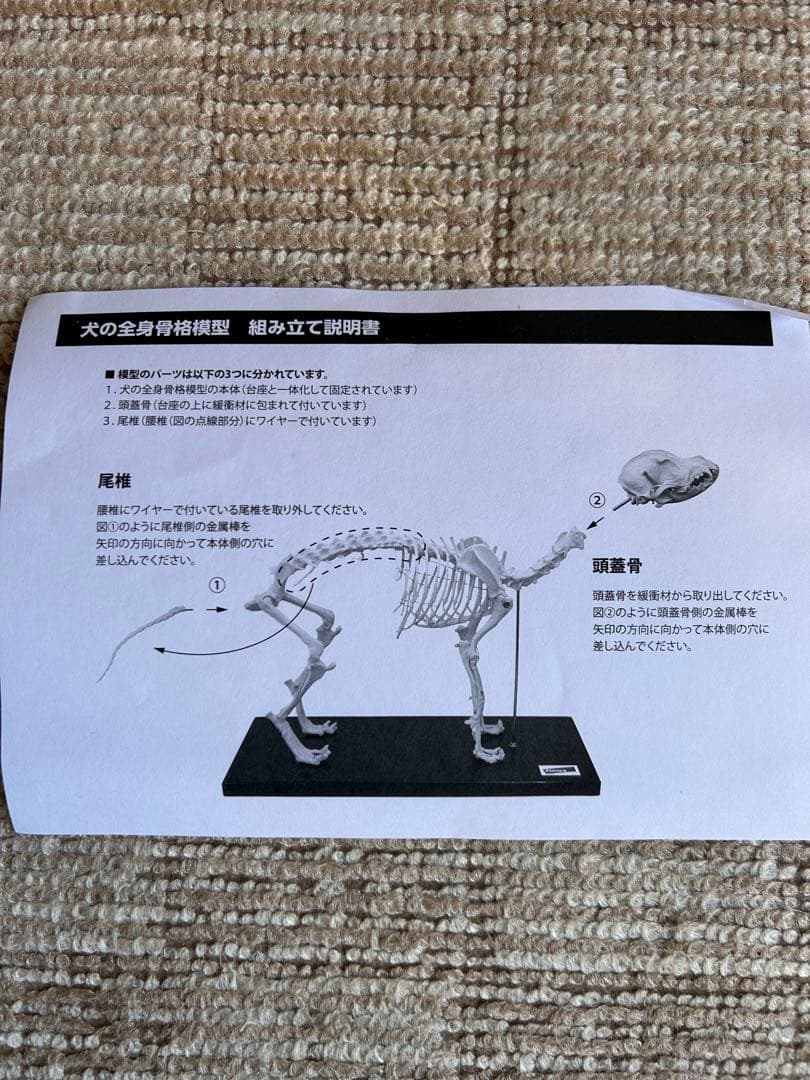 【未使用】　Elanco 犬の全身骨格模型【最終値下げ】