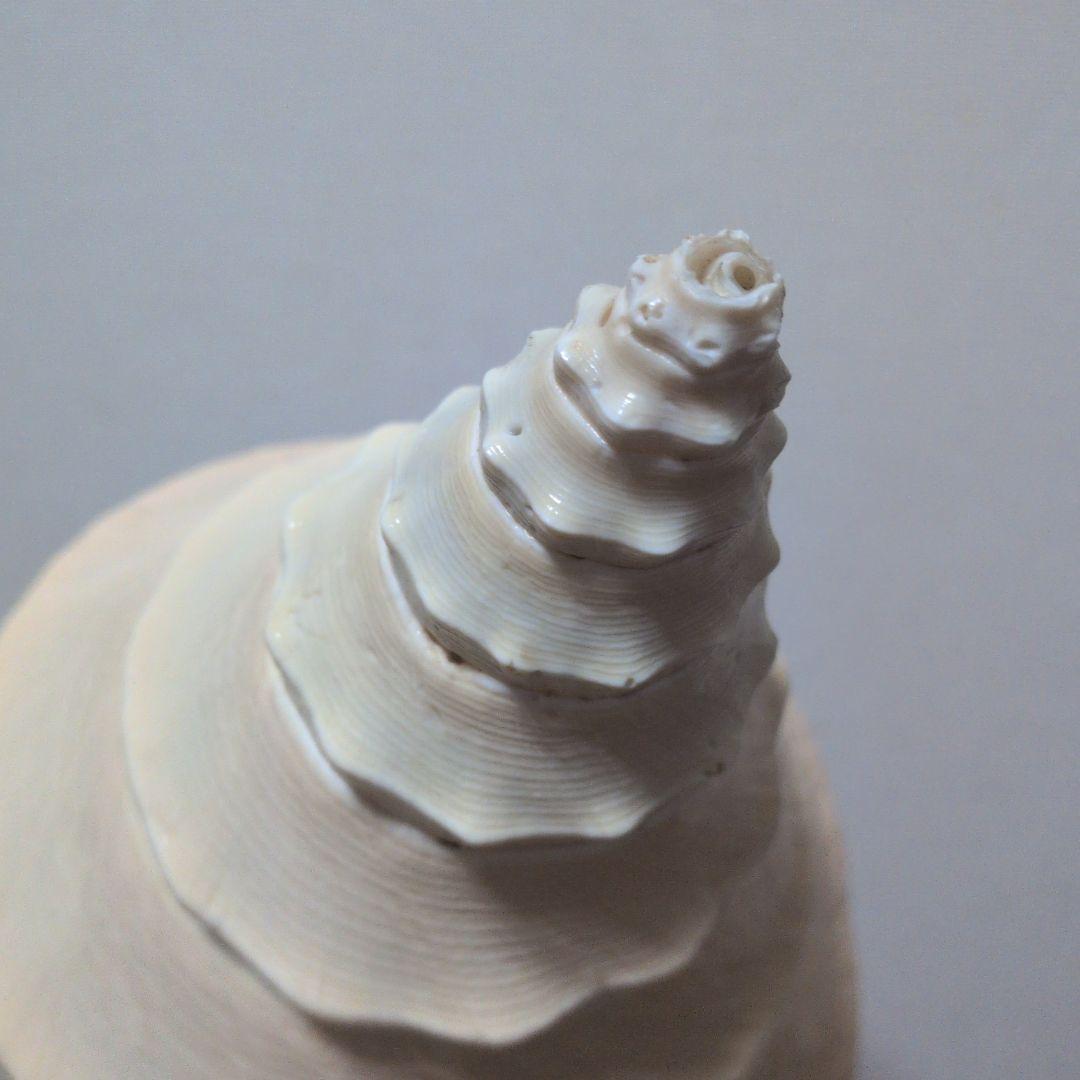 【希少・40cm超え！】アラフラオオニシ貝　法螺貝