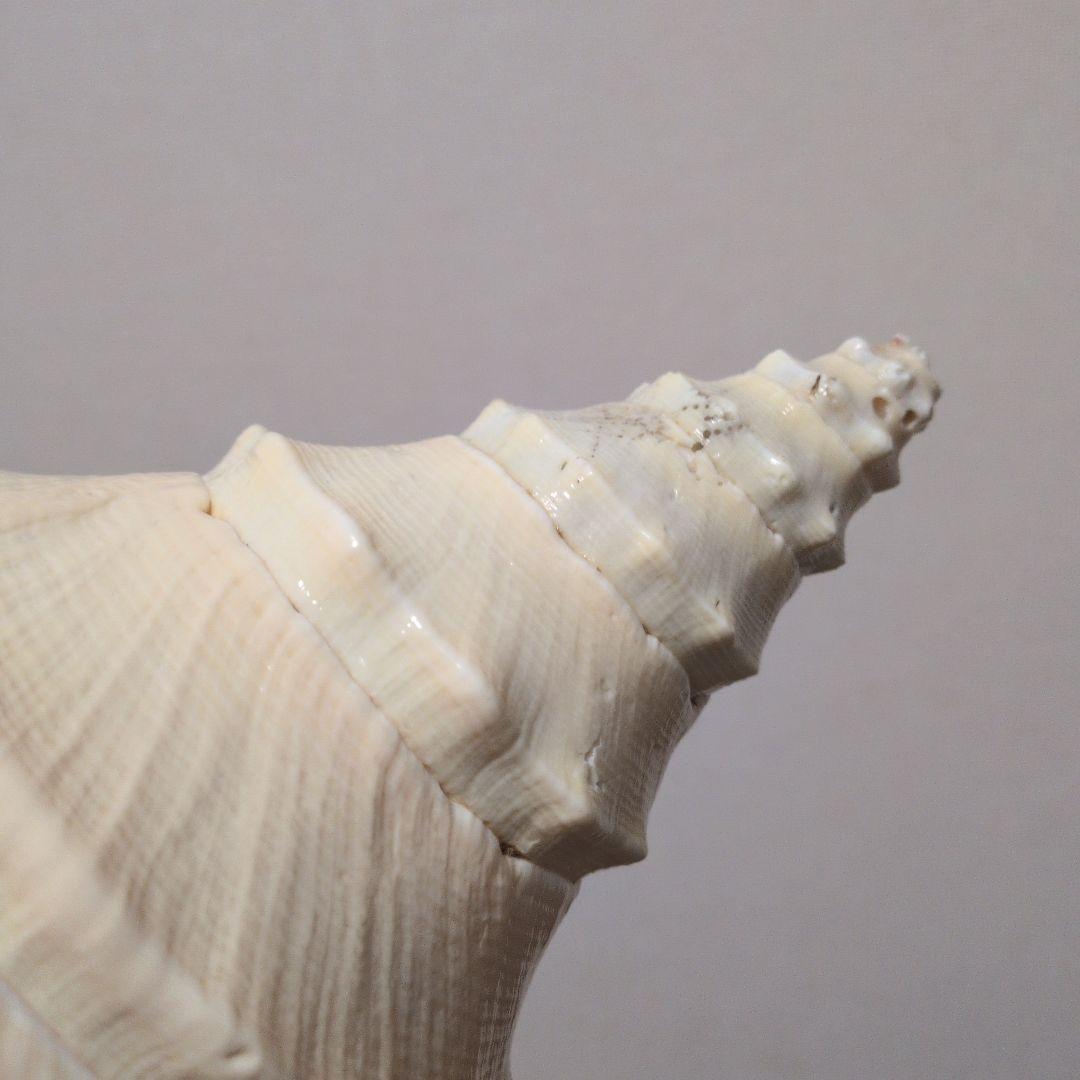 【希少・40cm超え！】アラフラオオニシ貝　法螺貝