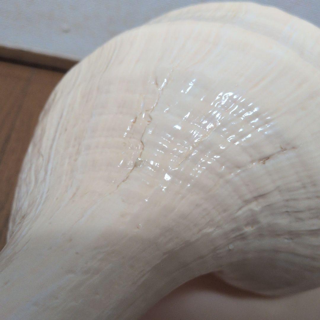 【希少・40cm超え！】アラフラオオニシ貝　法螺貝